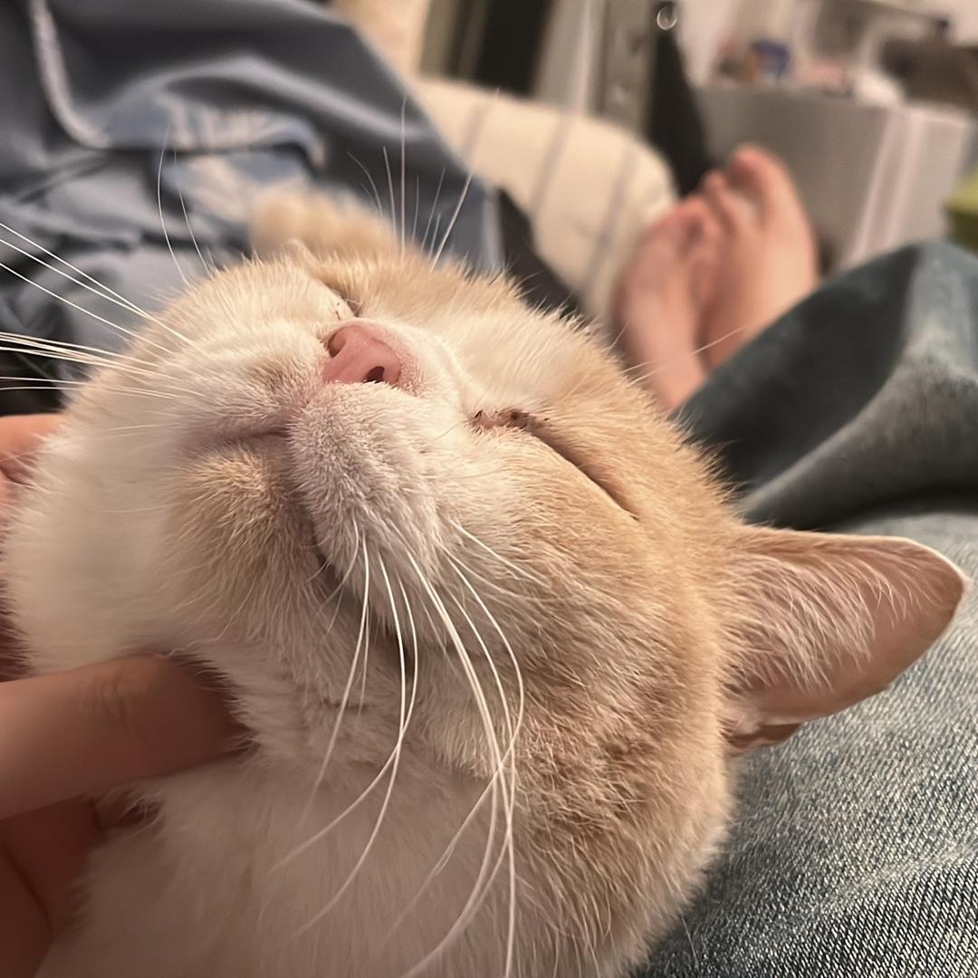 胖老板是只猫🍑