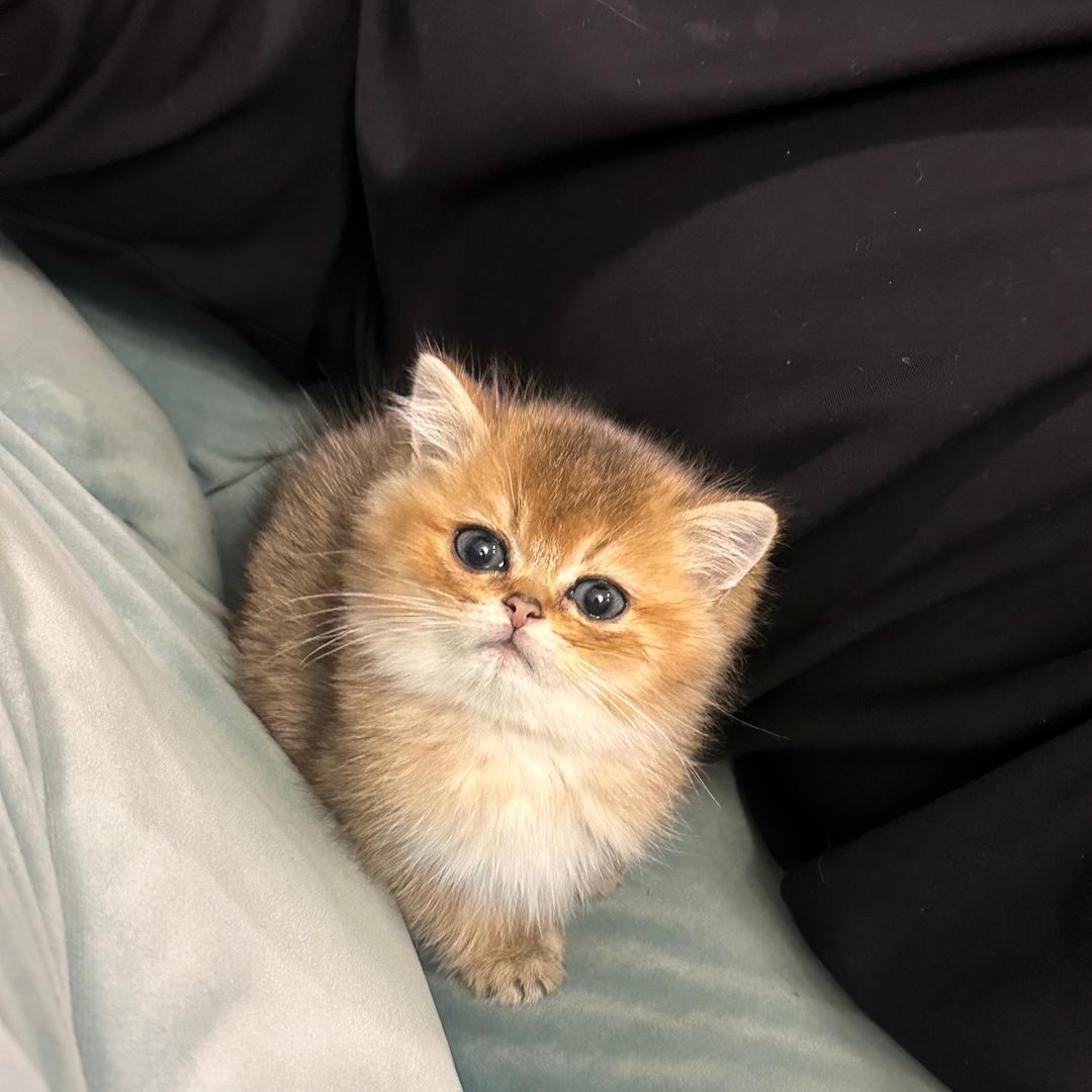 福满满 小猫