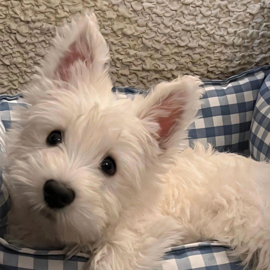 小林不会篮球🏀