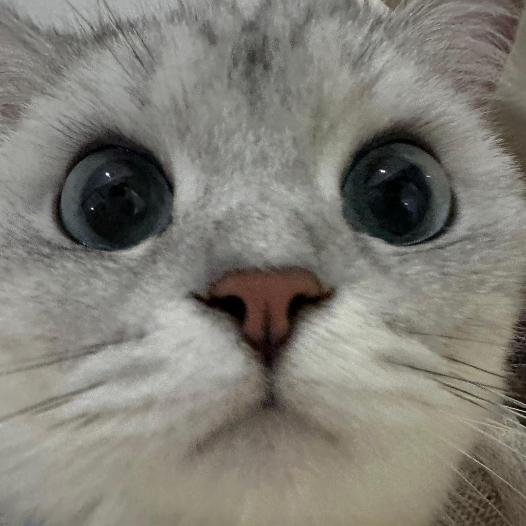 Colorsoon（见过灿烈版