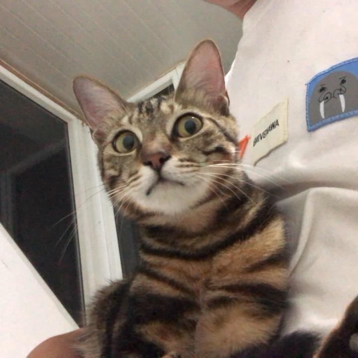 山支