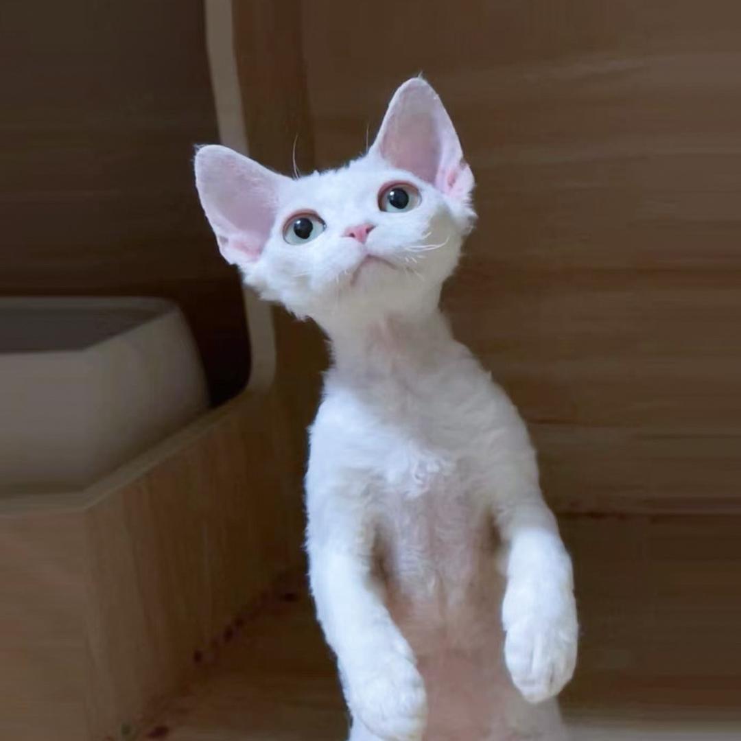 养猫的小于