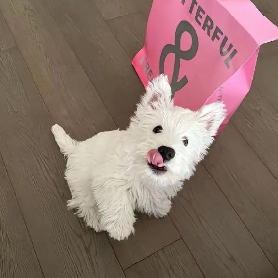 心自有凛冬