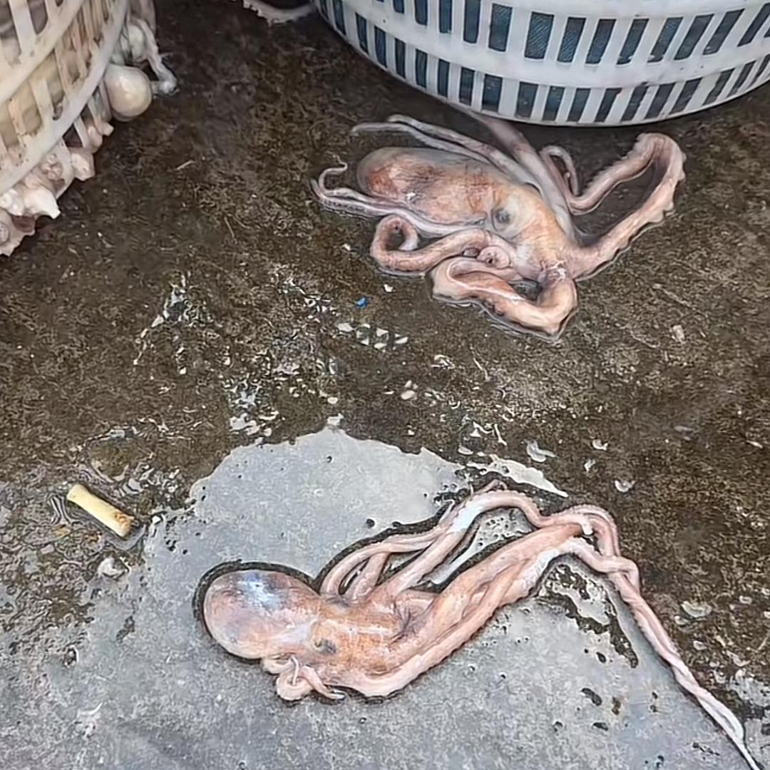 台州赶集人