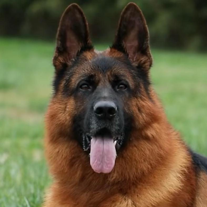 CSV德鑫缘犬舍《心宽路远》