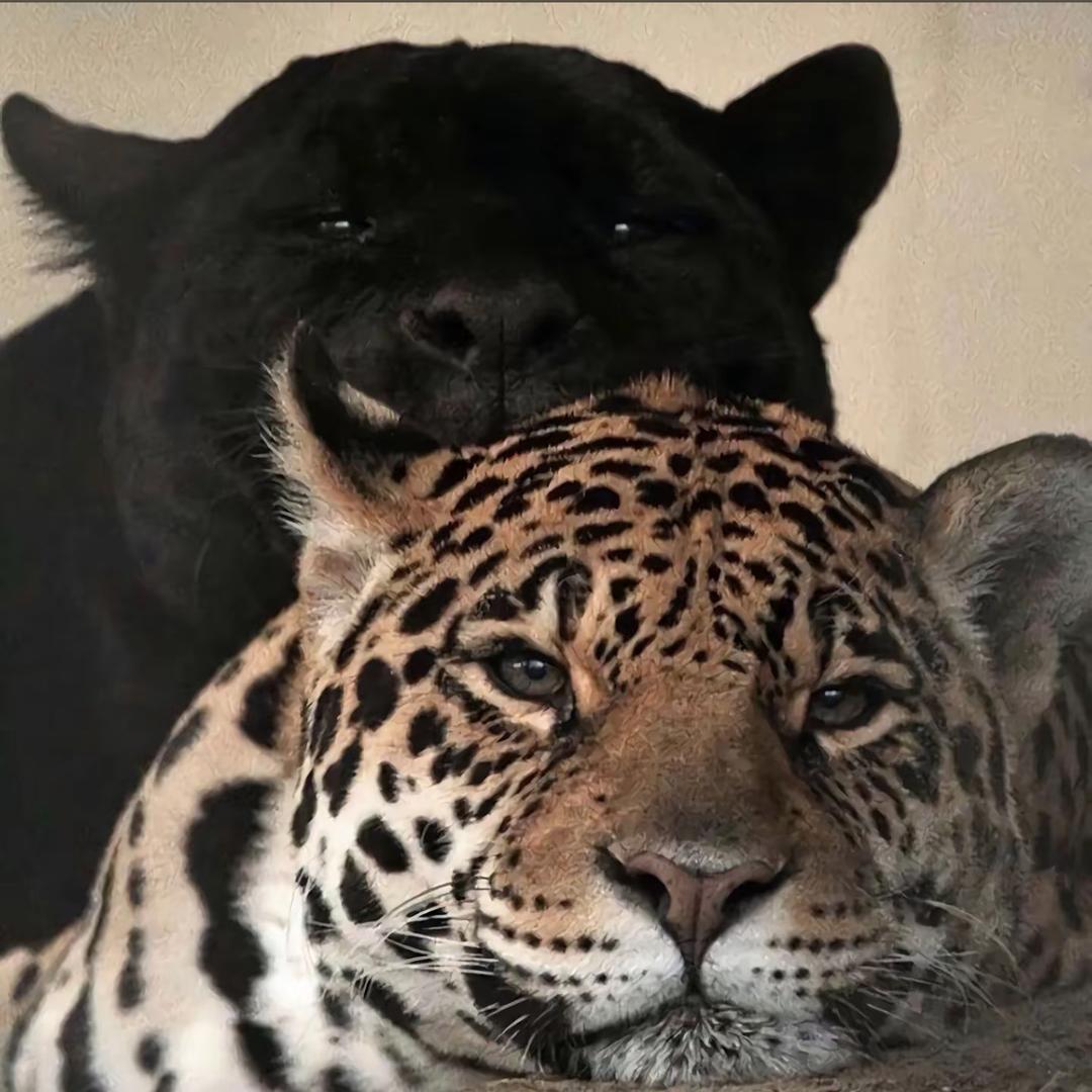 安阳抖起来网络科技有限责任公司