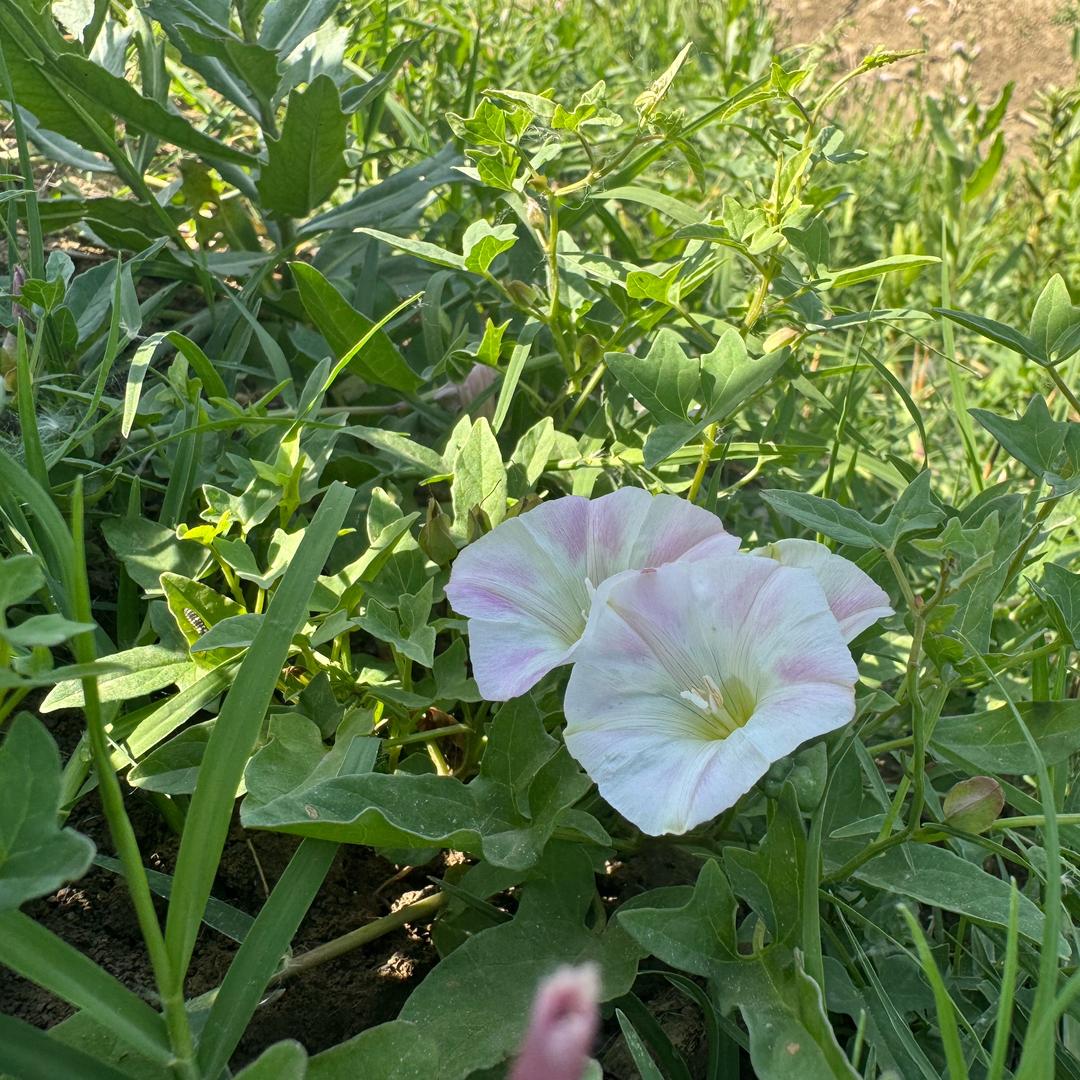 💫莎莎