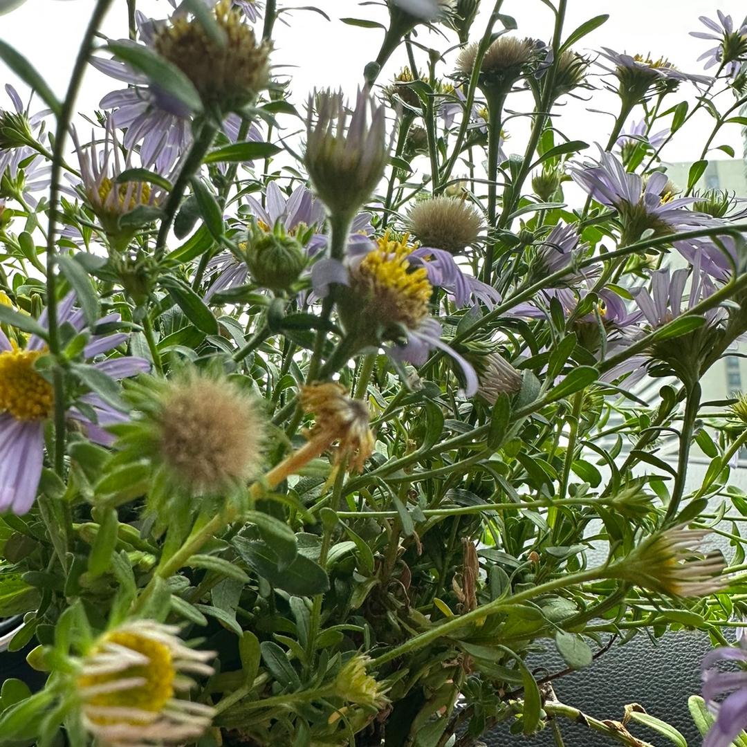 小女人a（生活号）