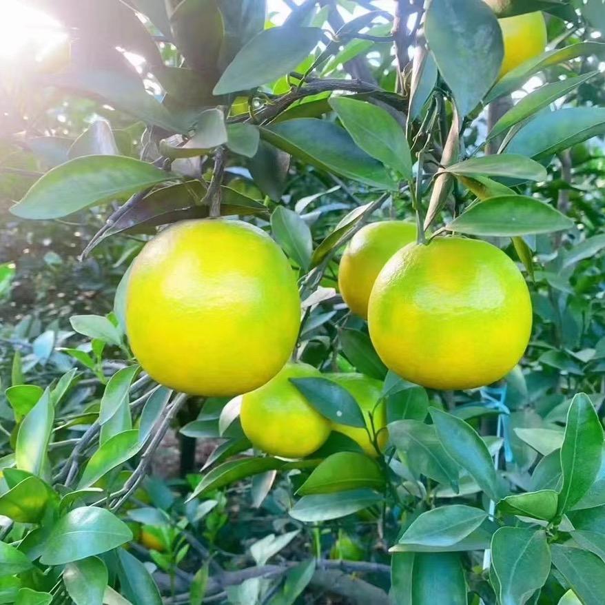红江橙水果供应