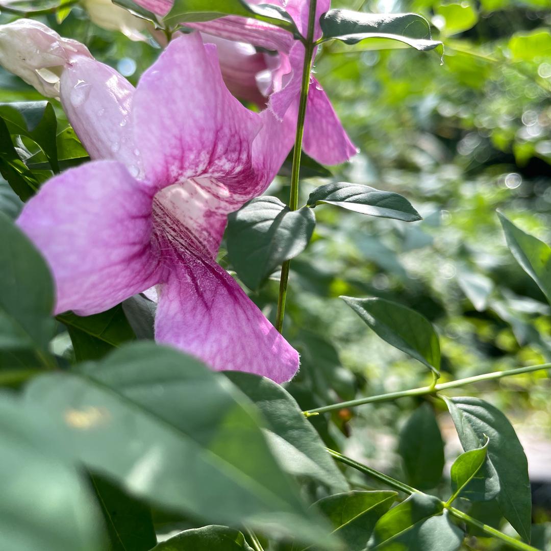 南星🌿