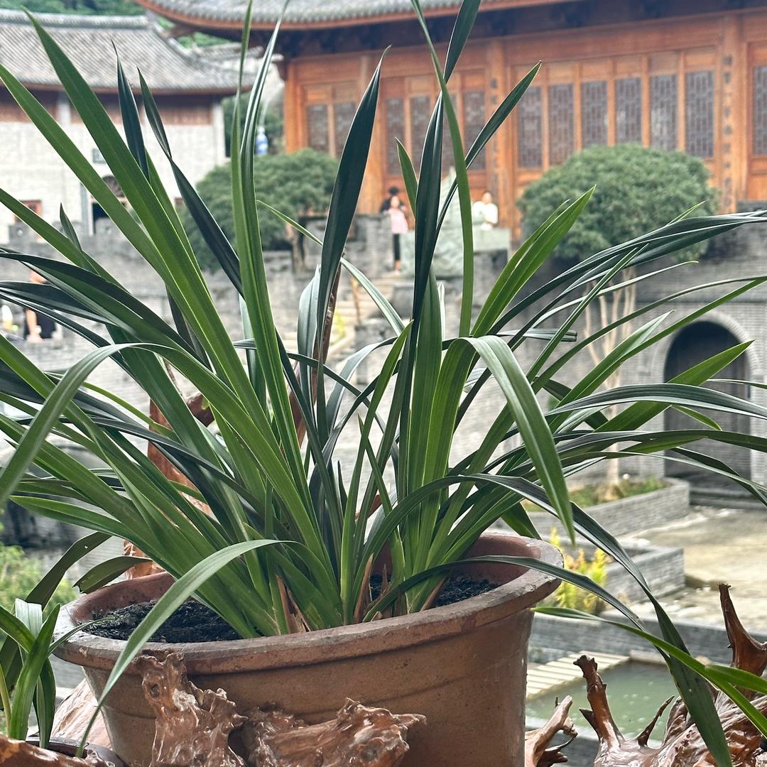 称心如意