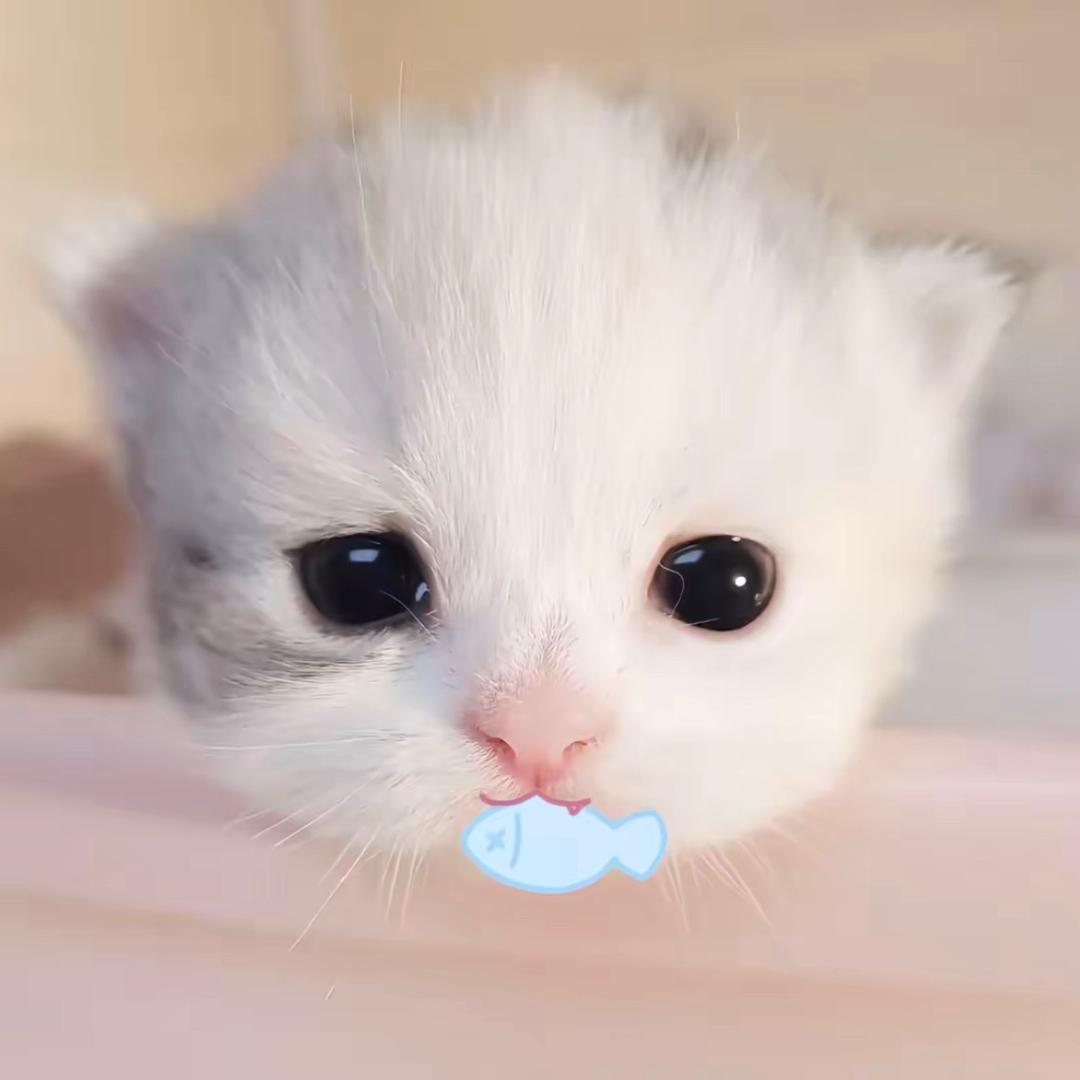 我有一只猫叫木木