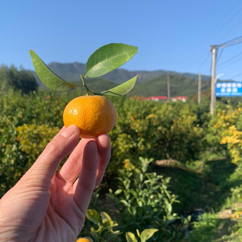 阿青果园(小号)🍊