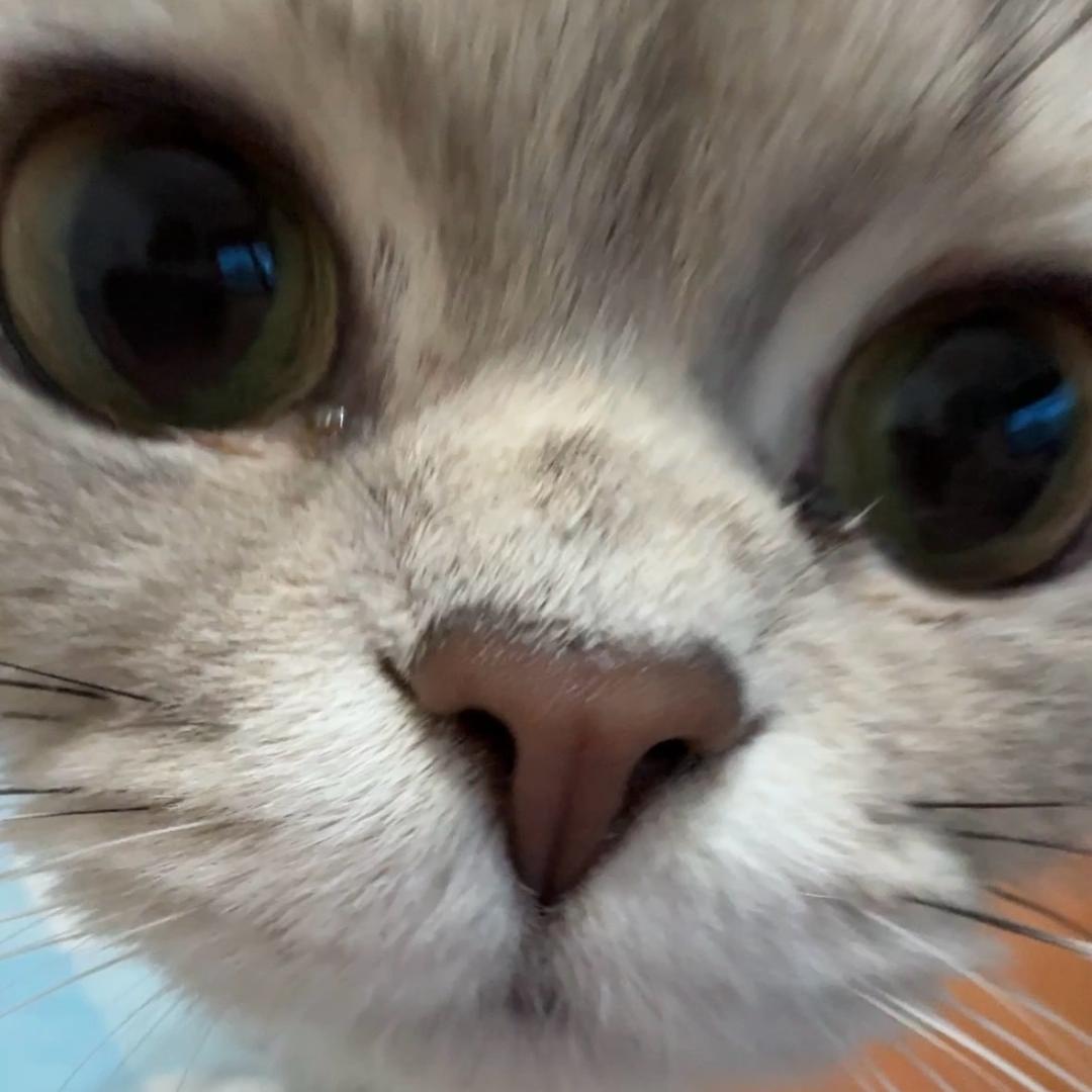 soiky