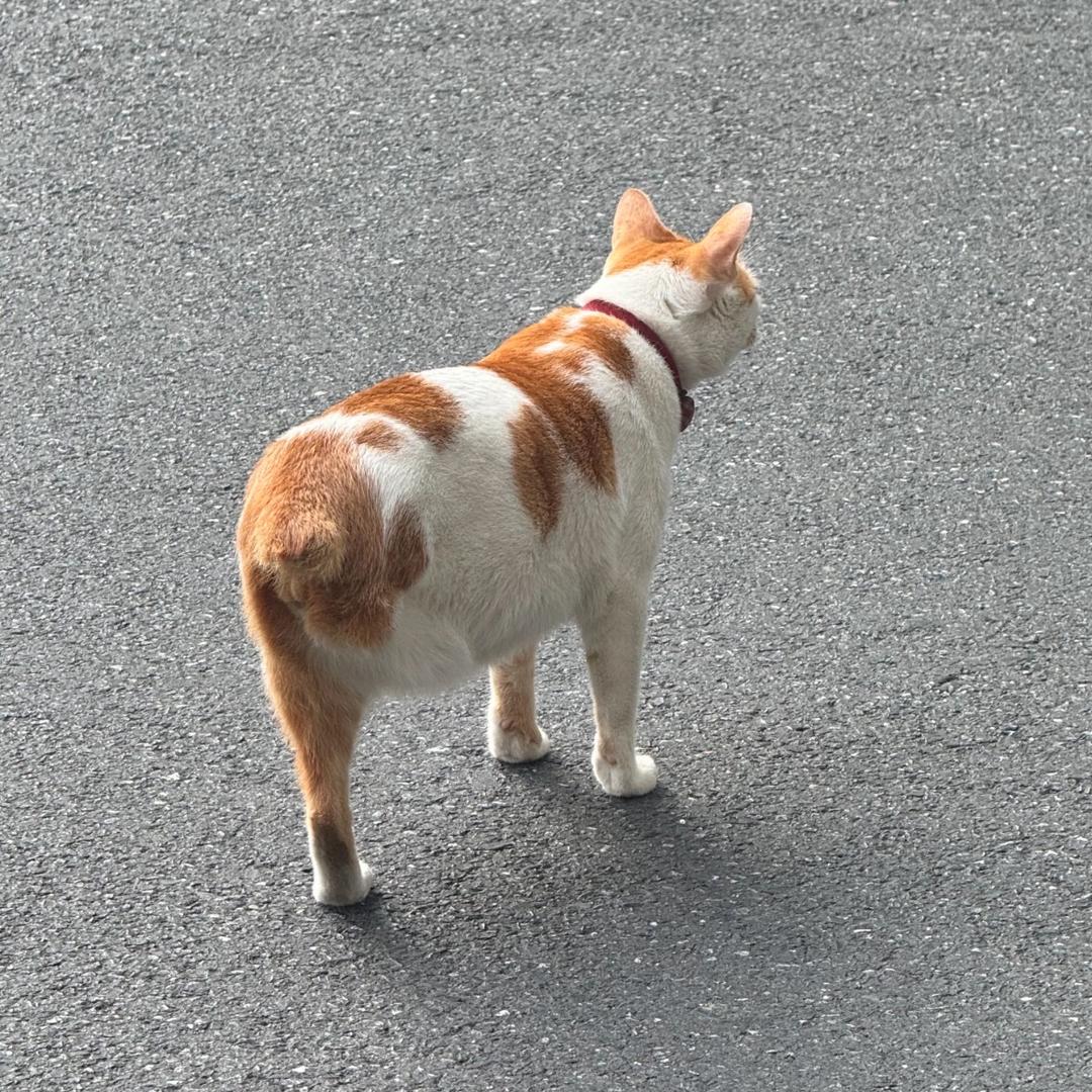 王小咪是肉个蛋