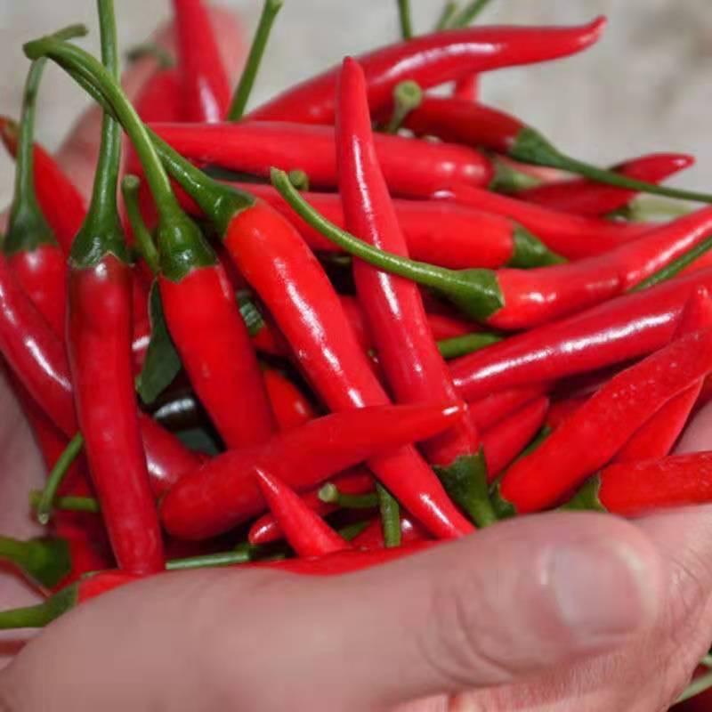 乐农小米辣椒精选