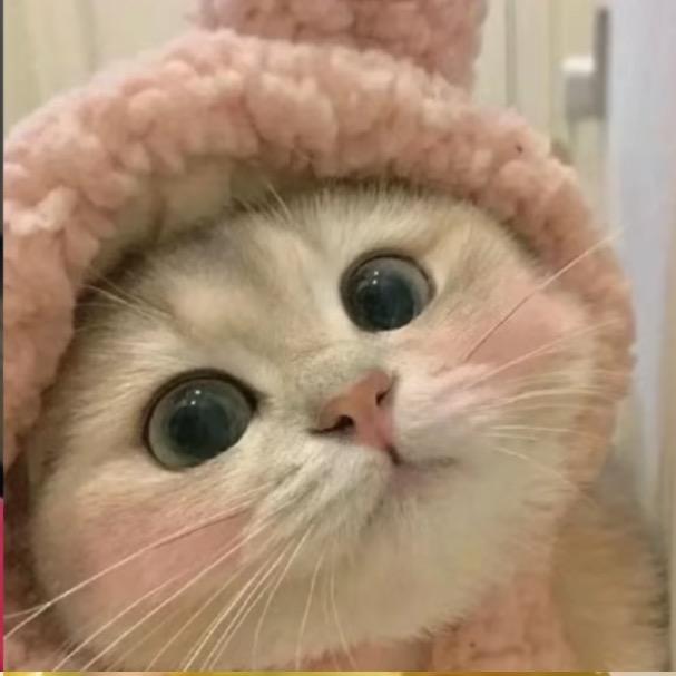 猫咪家园宠物店