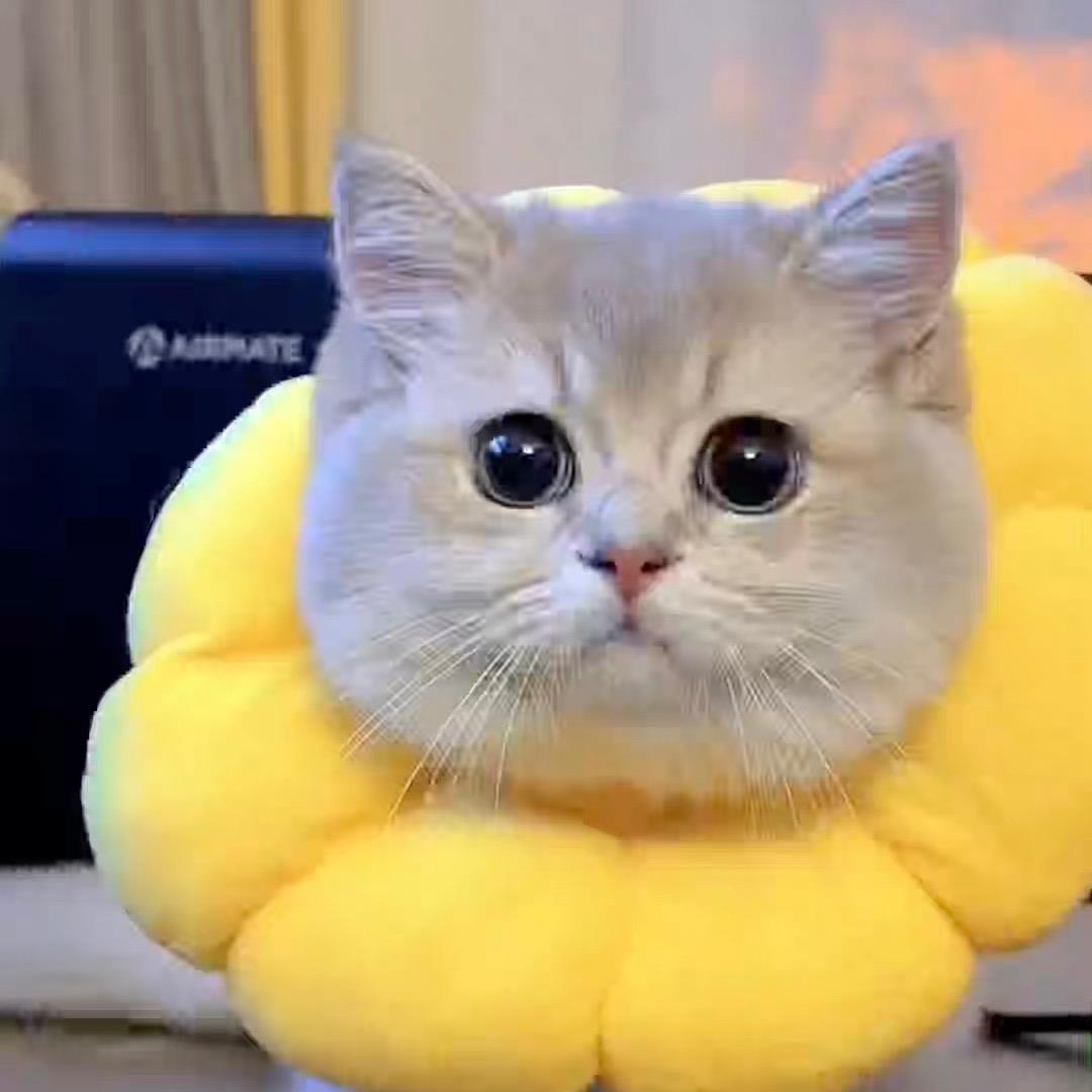 এ゛糖小喵✿ এ゛