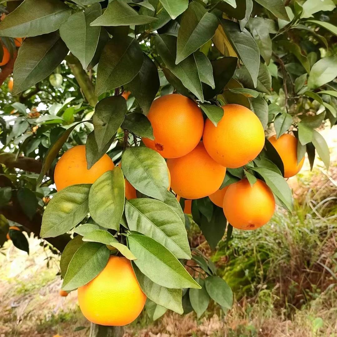 86985465766