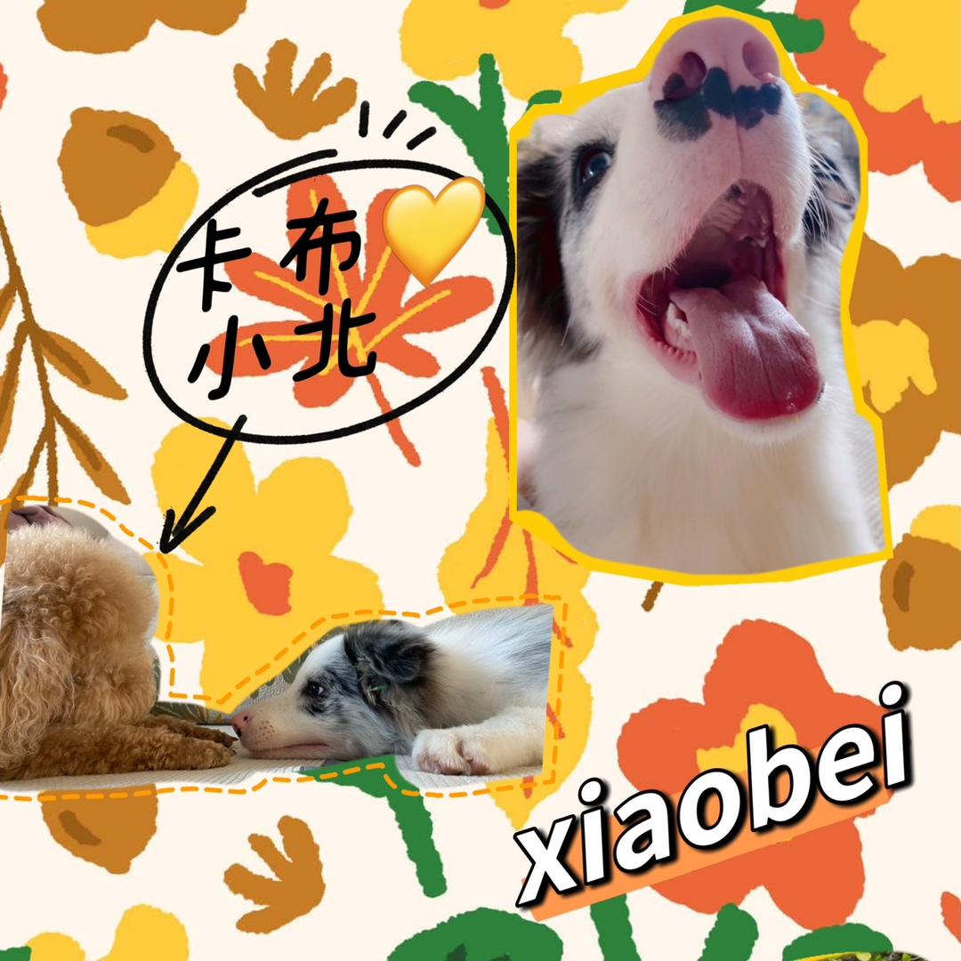 小北和它的卡布哥哥