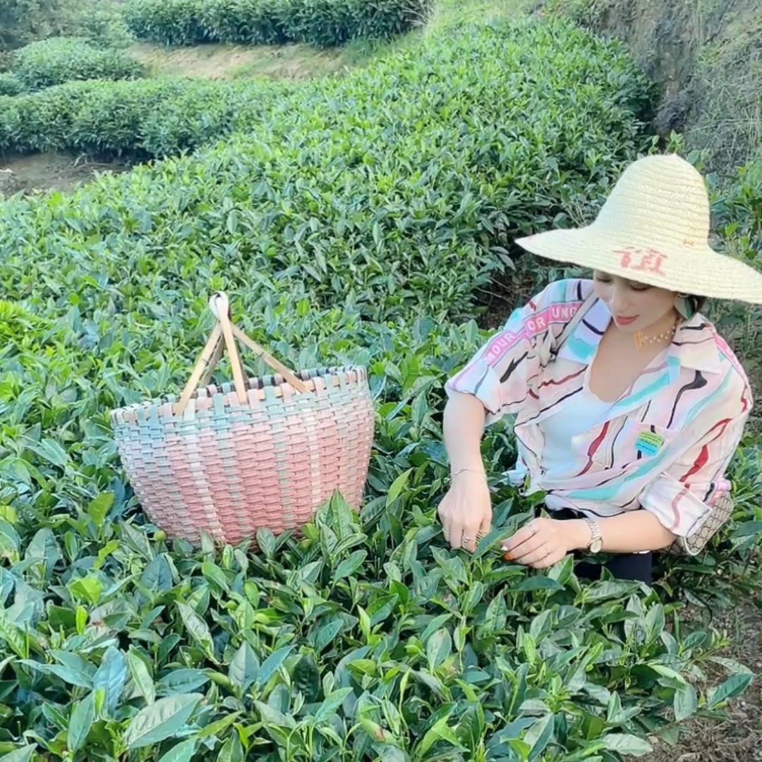 寮仔茶庄（福鼎白茶）