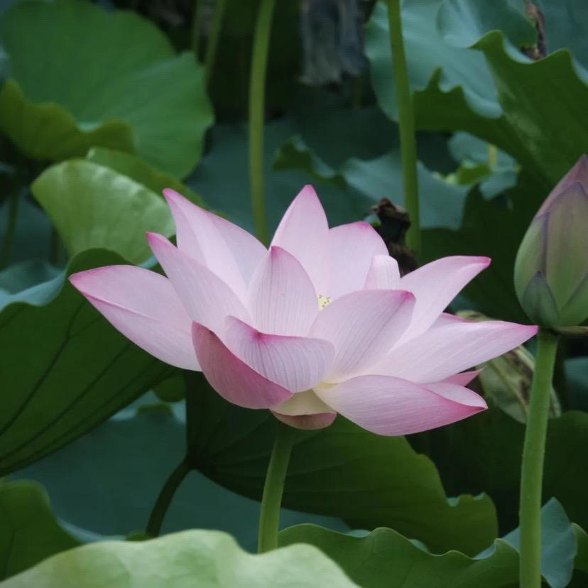 一只花芽芽
