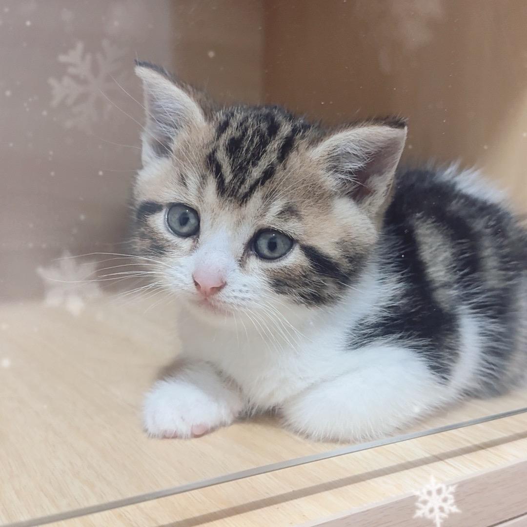 冰冰家猫舍