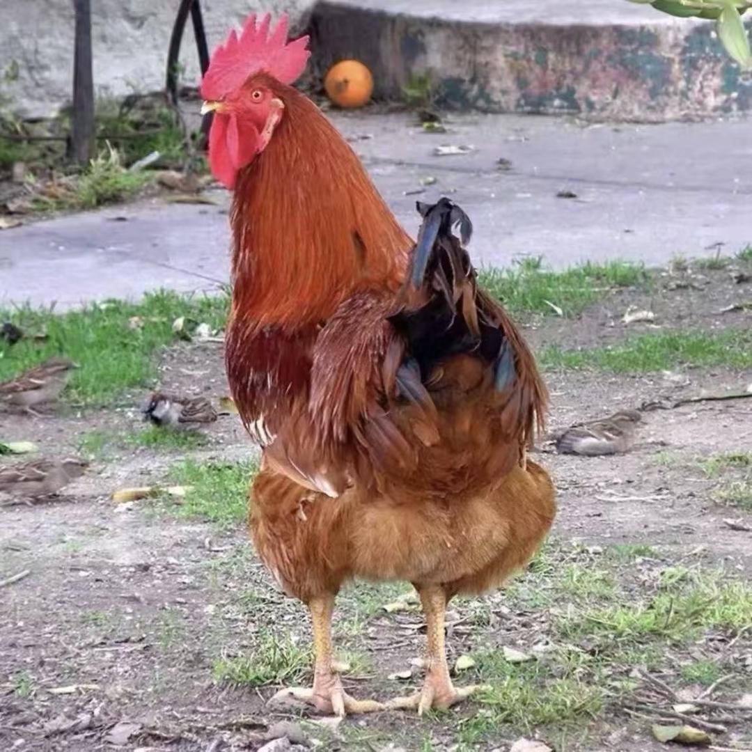 张弓镇北村 白国富活禽批发