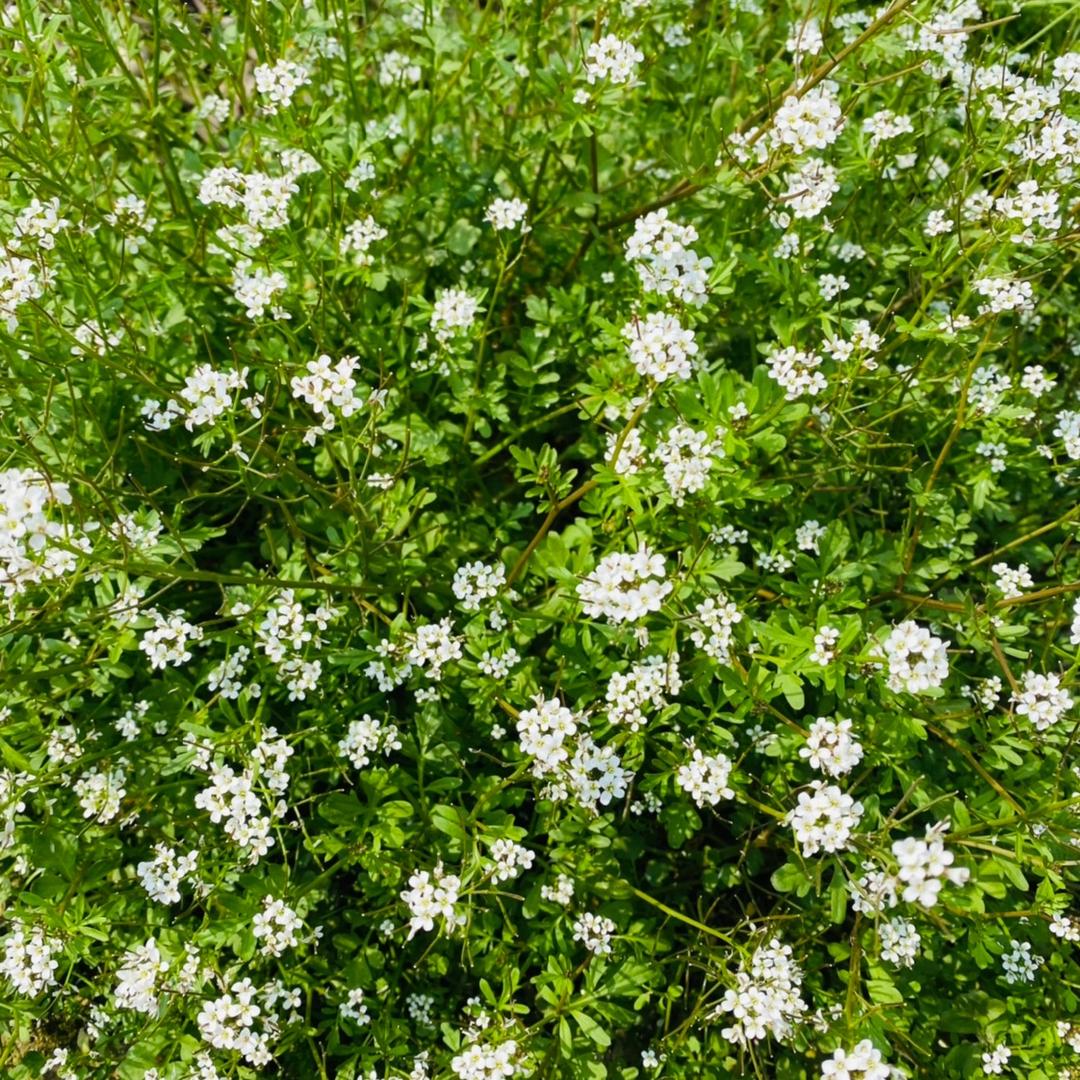 种水果的小姐姐