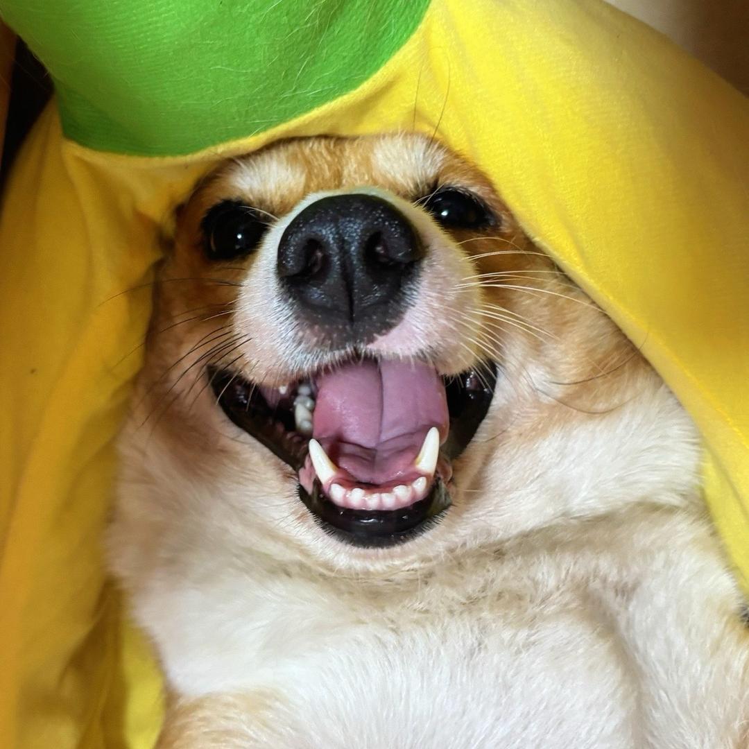 杨乐多是屎黄色柯基