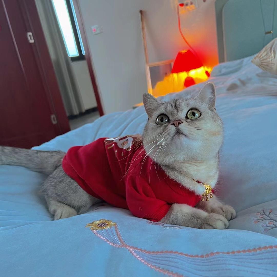 波妞不是🐟是只猫