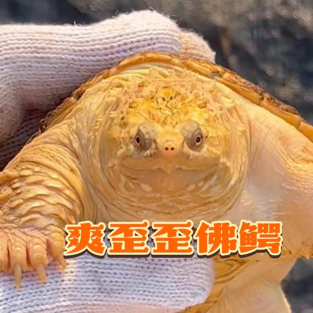 爽歪歪佛鳄