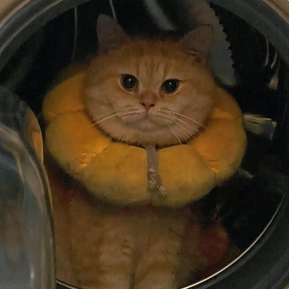 文森特野特