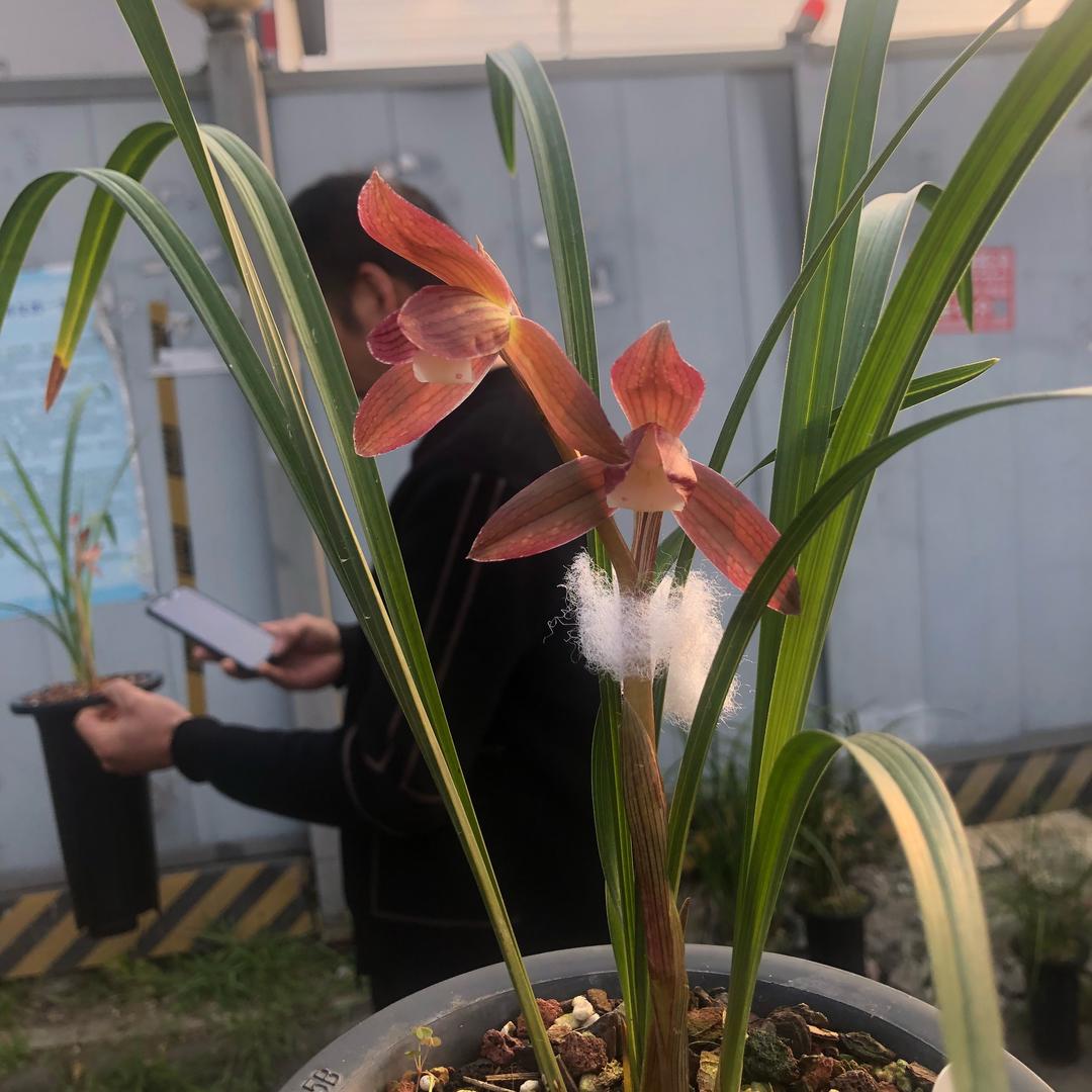 华诚（孙华彬）