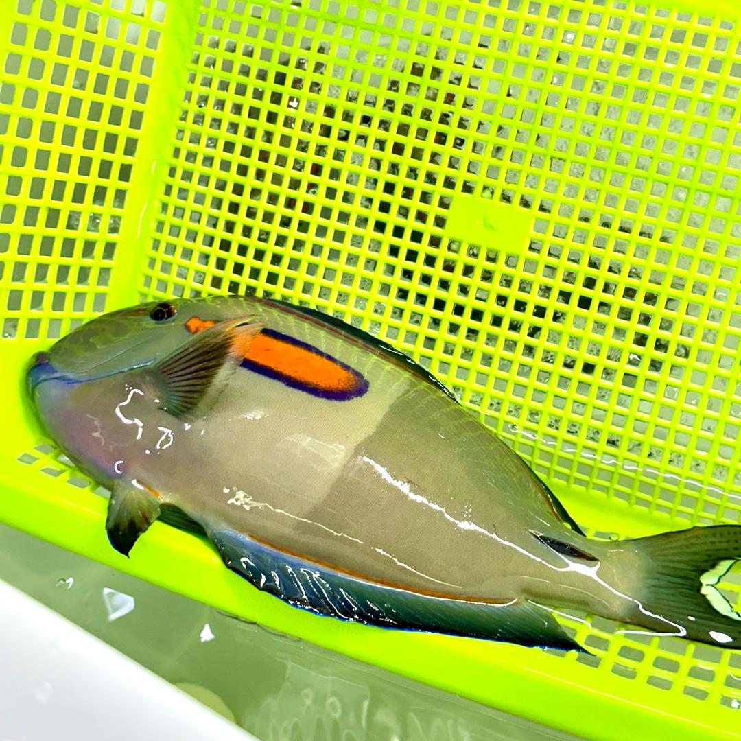 新知海水生物