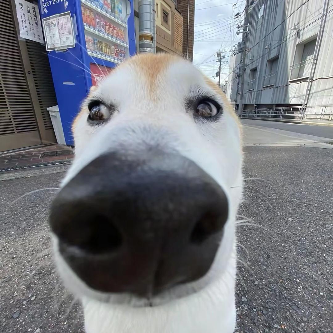 布丁碎碎冰