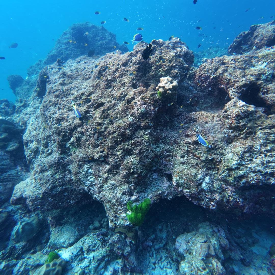 哈库里德斯👺👺