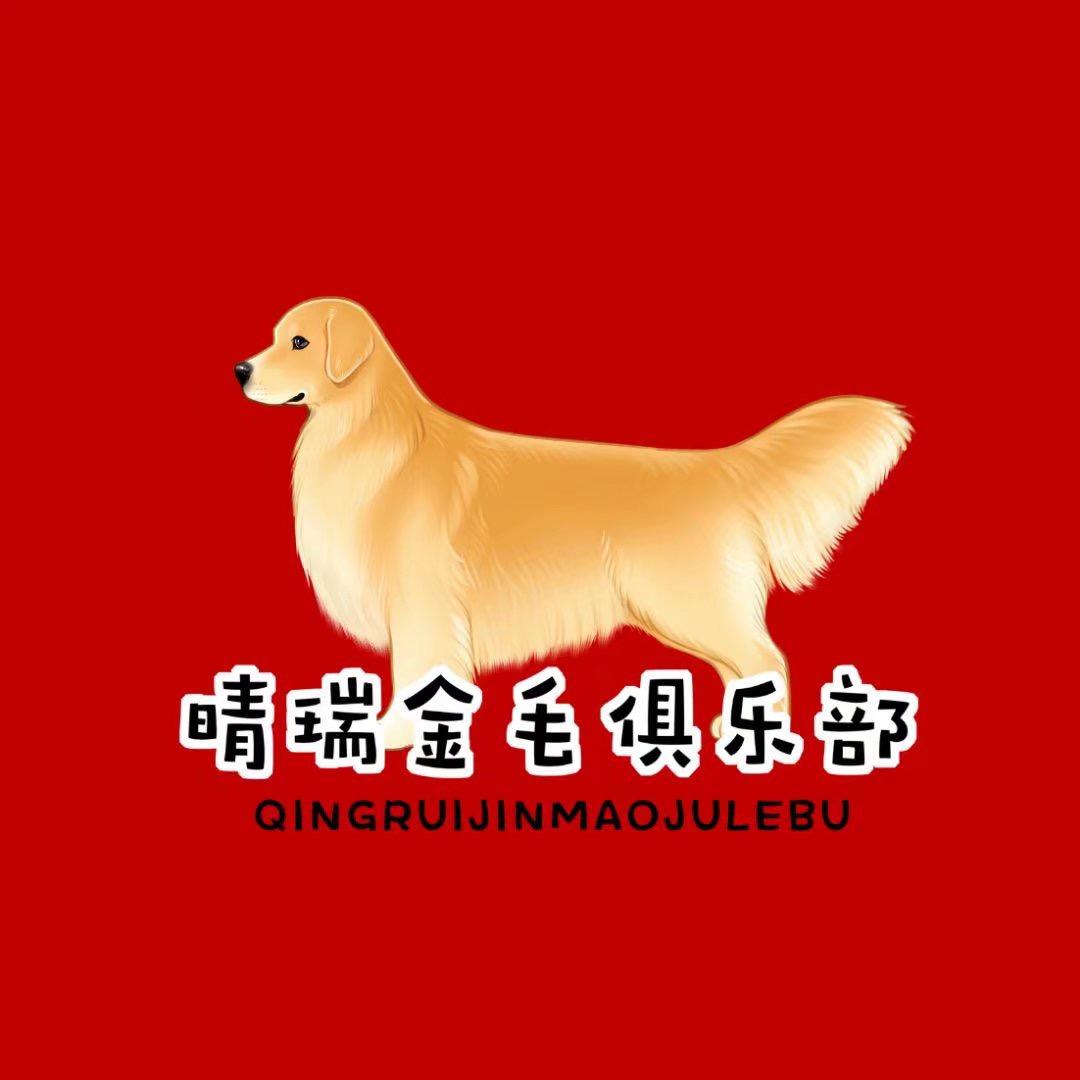 cku晴瑞金毛犬舍