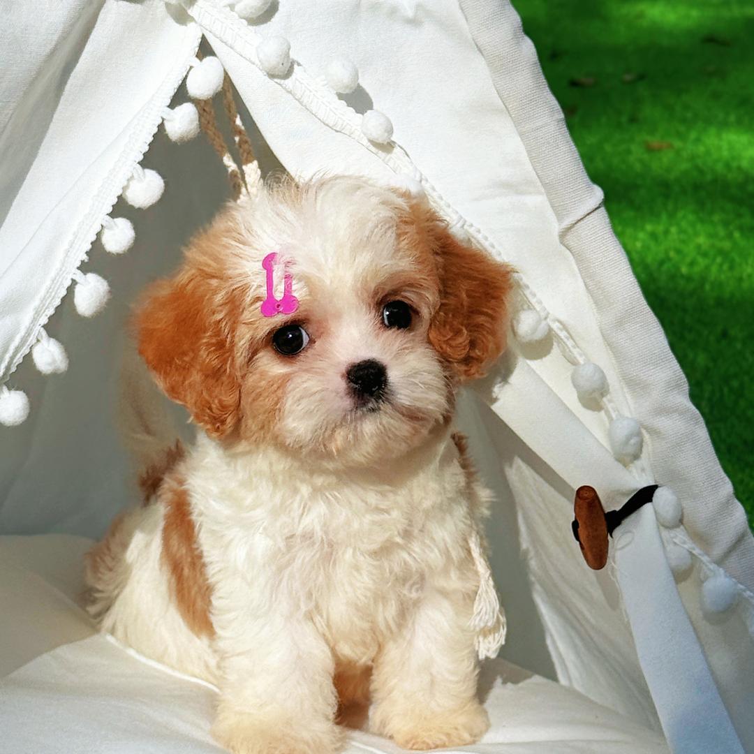 专宠家｜臻选萌犬