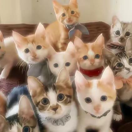 星贝精选海螺贝壳店