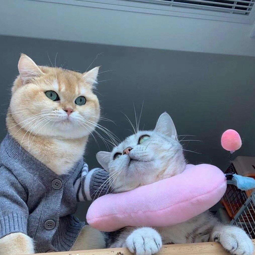 犯困蛋挞💤