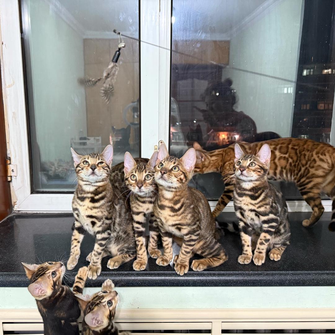 哈尔滨的孟加拉豹猫