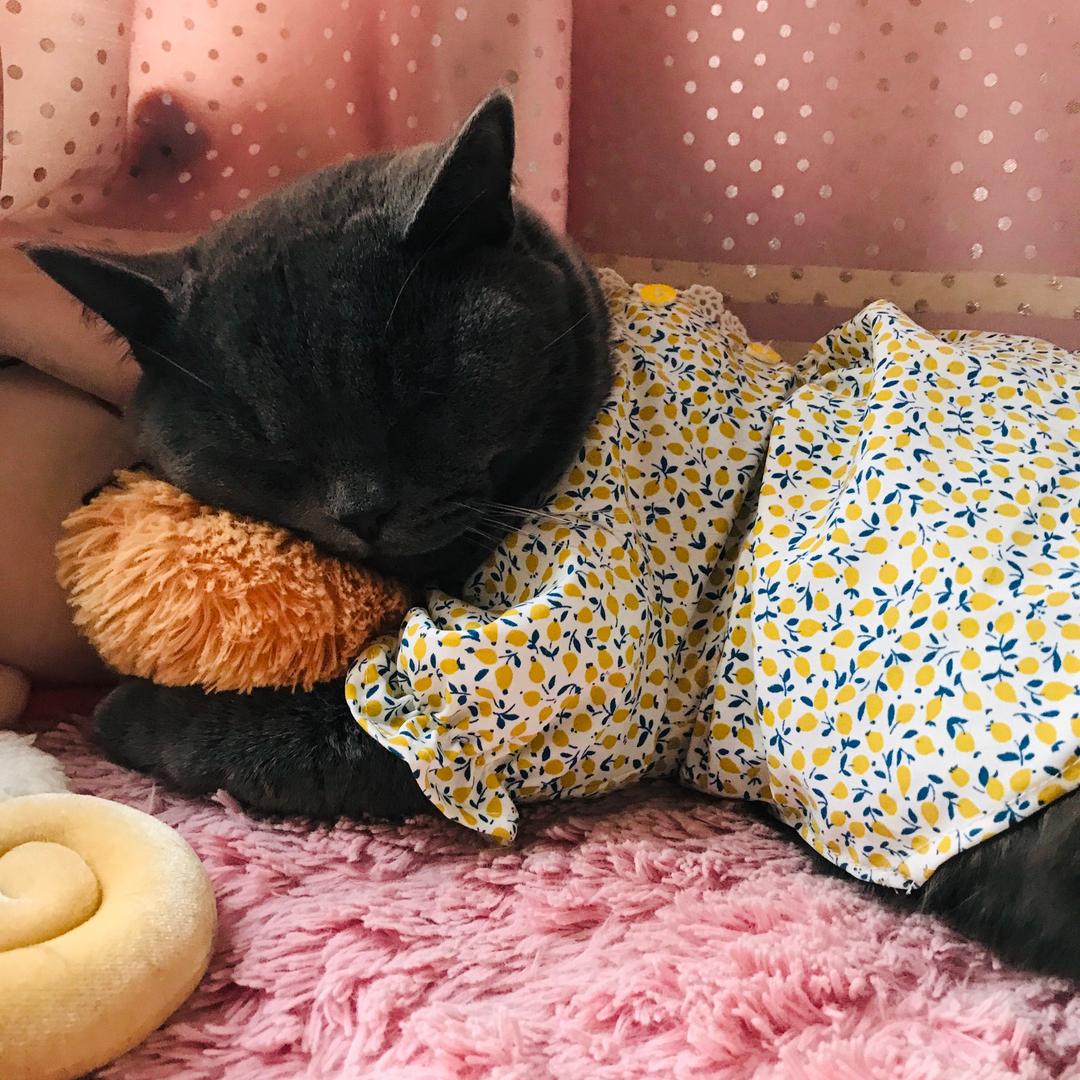 🌈A紫菱あ青月