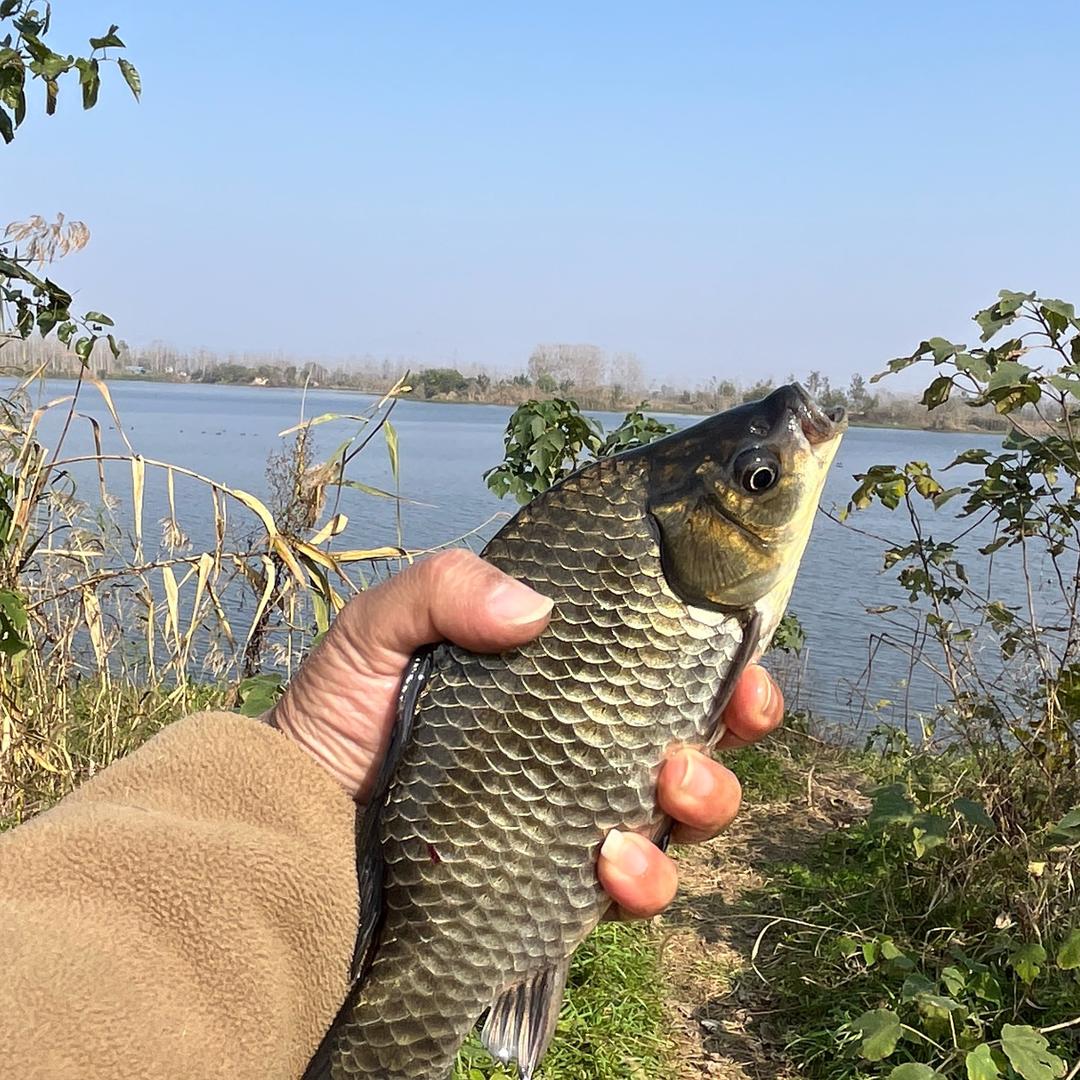 七弟户外【鲫鱼窝料】