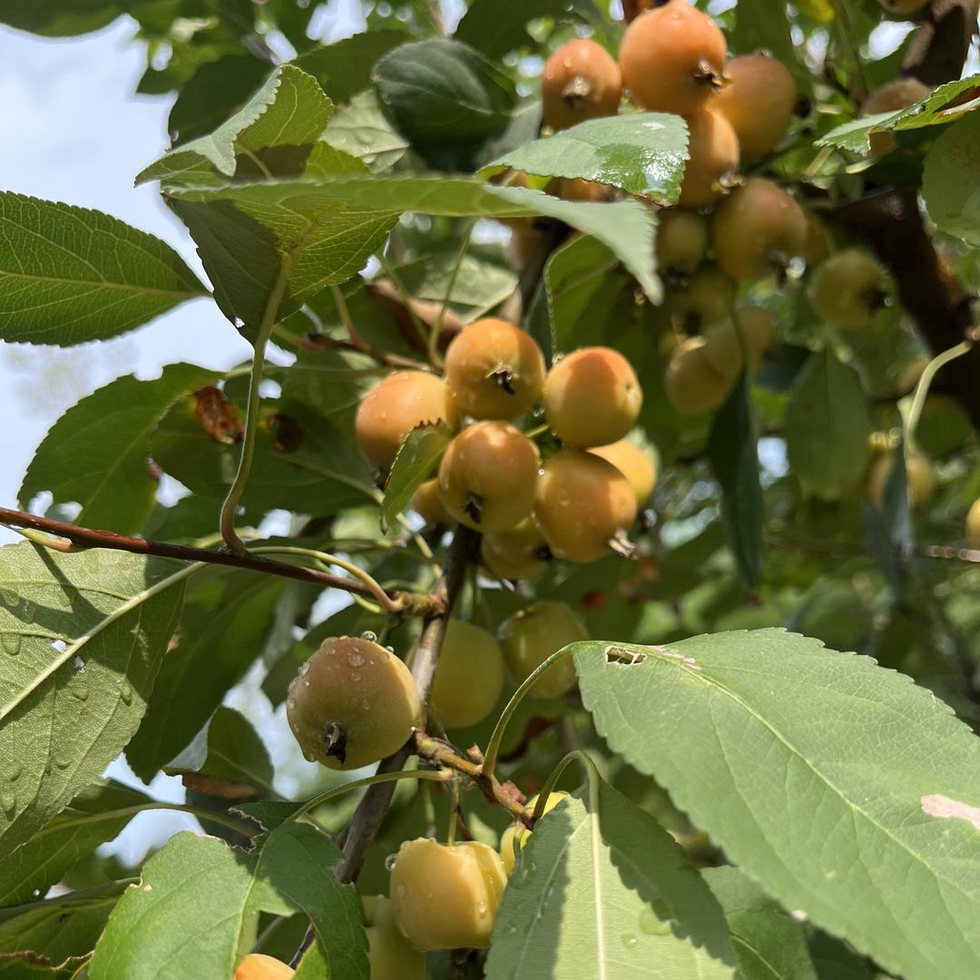 商丘市梁园区向晨农机