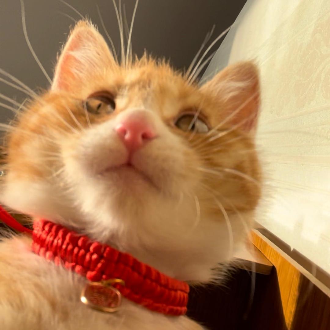 小橘大头🐱