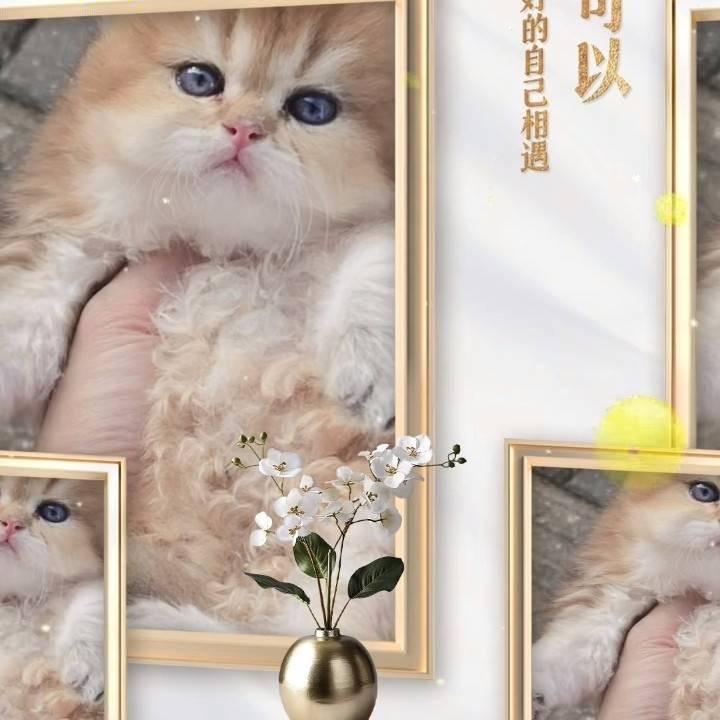 谆梧凯顺名宠宠物专卖店授权号