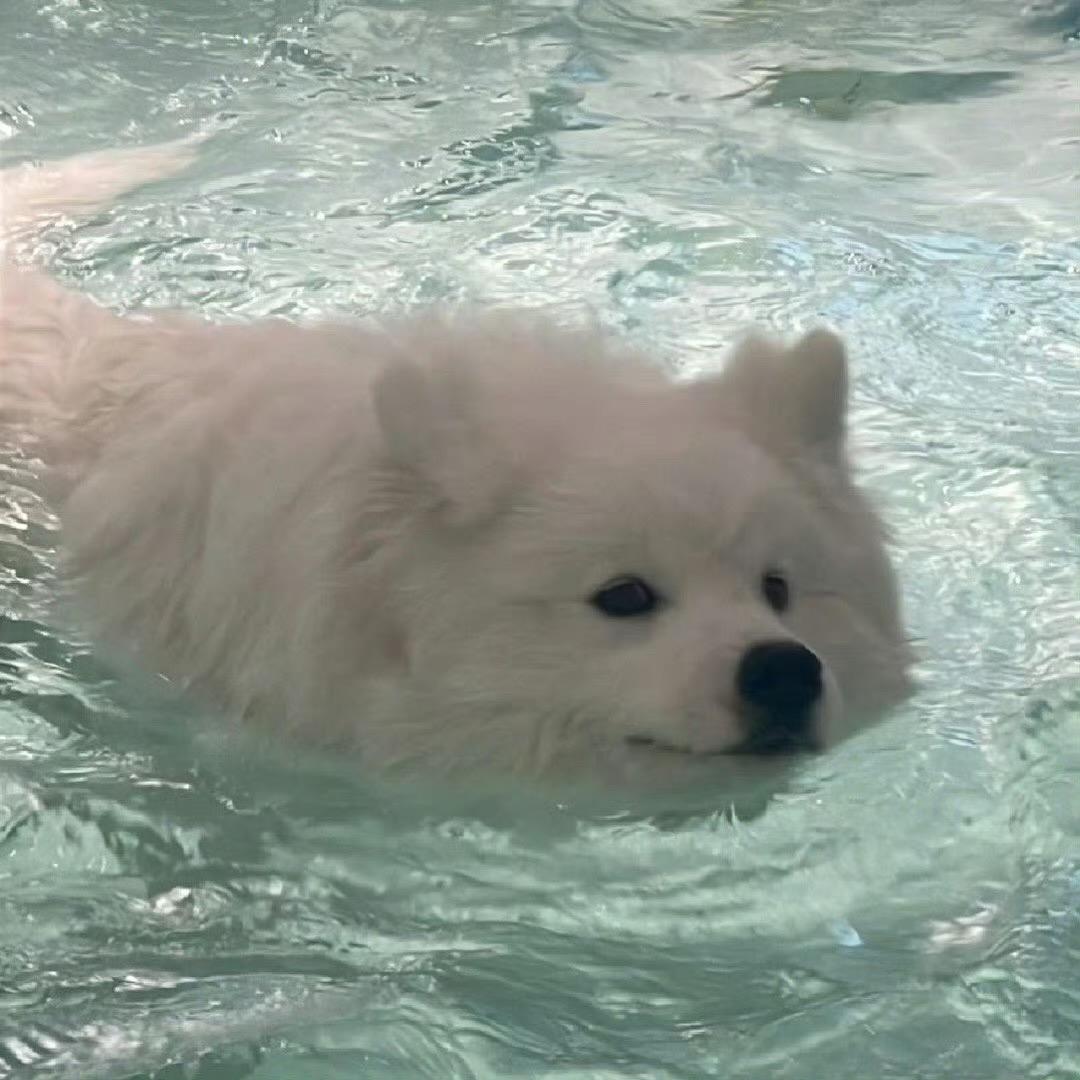 噼里啪啦酷酷香菜炸馄饨