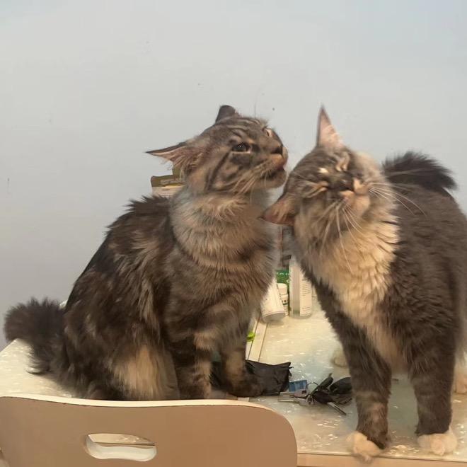 小五是只猫