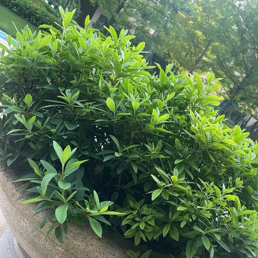 এ᭄良辰梅ྀ景࿐